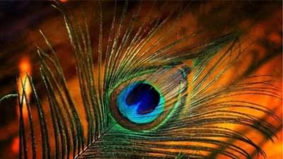 घराच्या कोणत्या दिशेला मोराचे पंख ठेवावेत? तुम्ही ही चूक तर करत नाही ना? जाणून घ्या योग्य दिशा