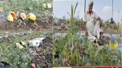 राज्यावर नवं संकट, अनेक जिल्ह्यात अवकाळी पावसाचा कहर; बळीराजा हवालदिल