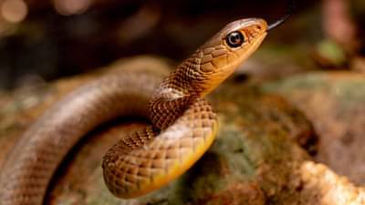 Snake: असे ओळखा विषारी अन् विनविषारी साप, चावल्यावर करा हे उपाय