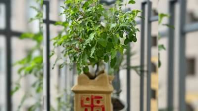 कडक उन्हातसुद्धा हिरवीगार राहील तुळस, फक्त या टिप्स आणि ट्रिक्स करा फॉलो