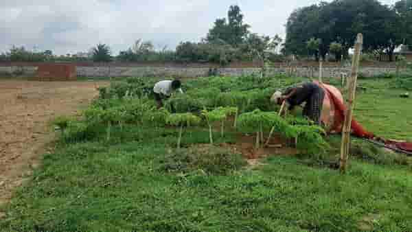 भाजीपाला शेतीची कमाल, अख्खे गाव झाले श्रीमंत, कमाईने मोडले सर्व विक्रम