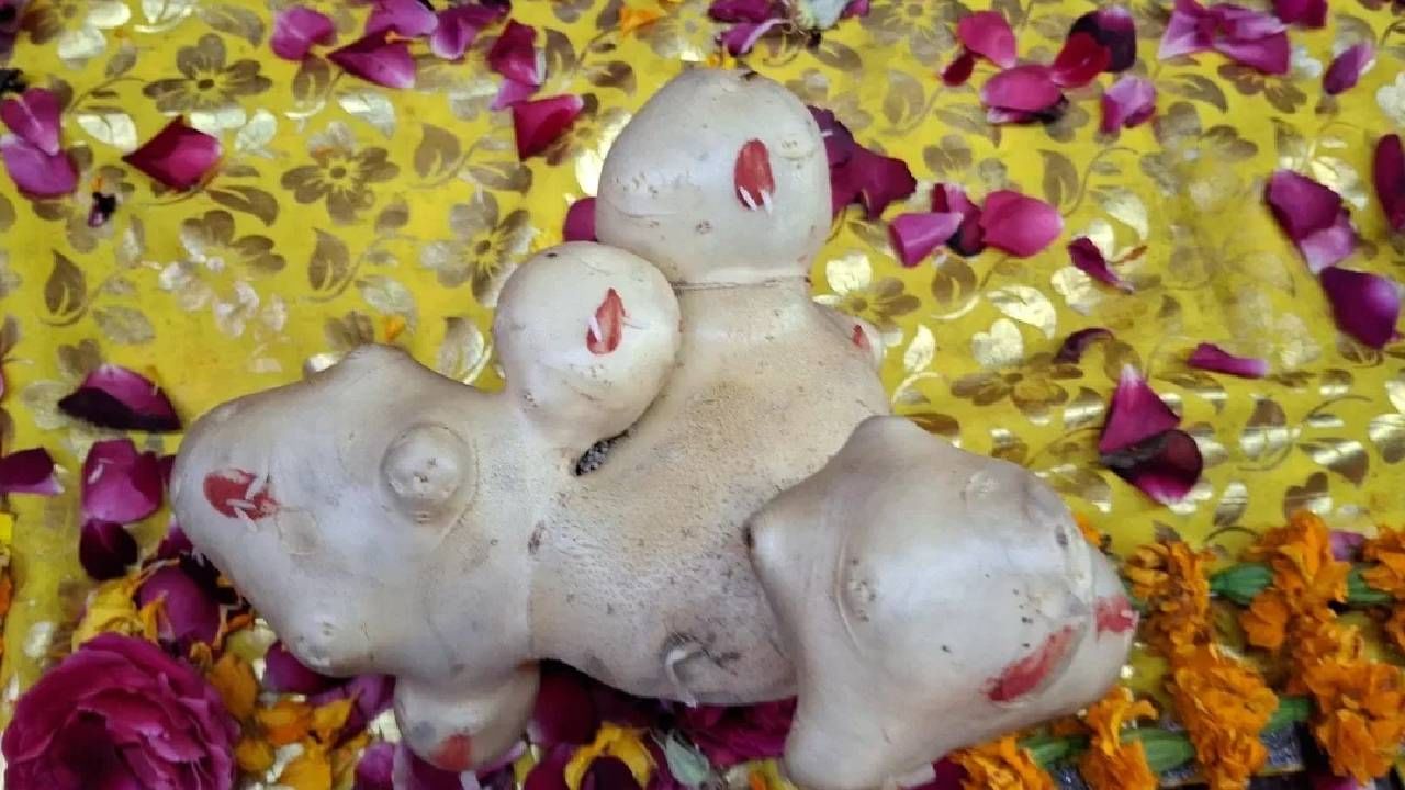 बटाट्यात निघाला विष्णूचा १० वा अवतार, लोकांच्या दर्शनासाठी लागल्या रांगा...पाहा कुठे घडली घटना बटाट्यात निघाला विष्णूचा १० वा अवतार, लोकांच्या दर्शनासाठी लागल्या रांगा...पाहा कुठे घडली घटना
