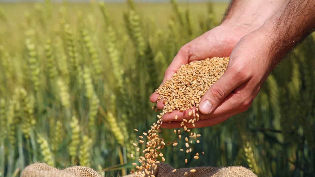 हवामान बदलानंतरही गहू उत्पादन क्षमतेला चालना