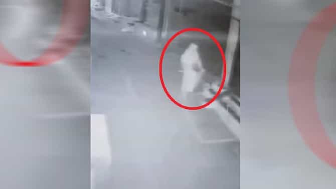 रात्रीच येते आणि घंटी वाजवून जाते... कोण आहे ती रहस्यमयी महिला जिला पाहून जनावरेही पळतात?