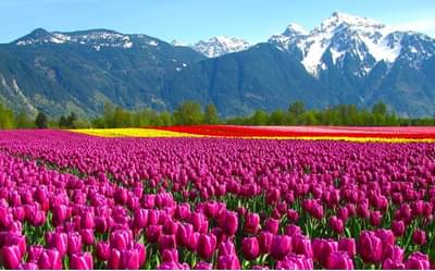 IRCTC : चला हिमाचल, दार्जिलिंग, कश्मीर-लडाख वा चारधाम फिरायला, उन्हाळी सहलींचे विमान प्रवासासह पॅकेज जारी