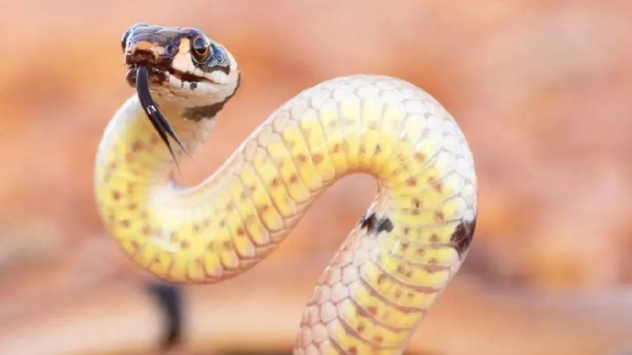 उन्हाळा सुरू झाला आहे, जमीन प्रचंड तापत आहे, त्यामुळे बिळात लपलेले विषारी जीव-जंतू आता बिळातून बाहेर पडत आहेत. यामध्ये सर्वात जास्त धोका हा सापांचा असतो. उन्हाळ्यामध्ये साप थंड जागेचा आसारा घेतात. 