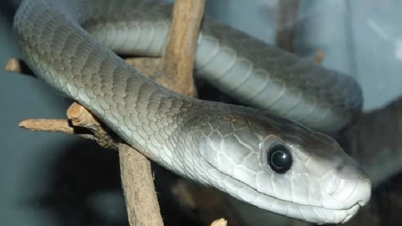 त्यामुळे अनेकदा साप थंड जागेच्या शोधात घरांमध्ये शिरतता. घरातील अंधाऱ्या जागी किंवा अडोशाला लपून बसतात. त्यामुळे या काळात सर्पदंशाच्या घटना देखील वाढतात. सापा घरात येऊ नयेत म्हणून आपण काही उपाय नक्कीच करू शकतो. 