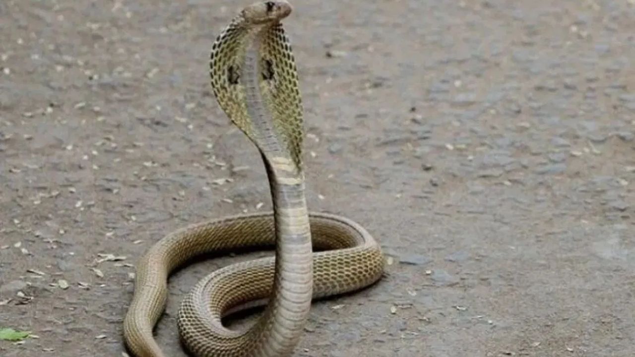 भारतामध्ये सापांच्या हाजारो जाती आढळतात, मात्र त्यातील हाताच्या बोटावर मोजण्या इतक्याच विषारी जाती आहेत. यामध्ये मण्यार, फुरसे, घोणस, आणि ज्याला आपण कोब्रा म्हणतो तो नाग या चार जातींचा समावेश होतो.  