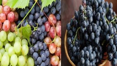 लाल, हिरवी की काळी? कोणती द्राक्षे आहेत तुमच्या आरोग्यासाठी सर्वोत्तम?