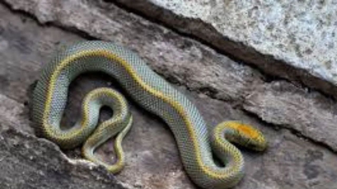 मात्र जर अशाप्रकारे  तुमच्या घरात साप निघाला तर त्याला बिनविषारी समजून पकडण्याची चूक चुकूनही करू नका, ते तुमच्या जीवावर बेतू शकतं, त्यामुळे तुम्ही त्याची माहिती सर्प मित्रांना द्या.  