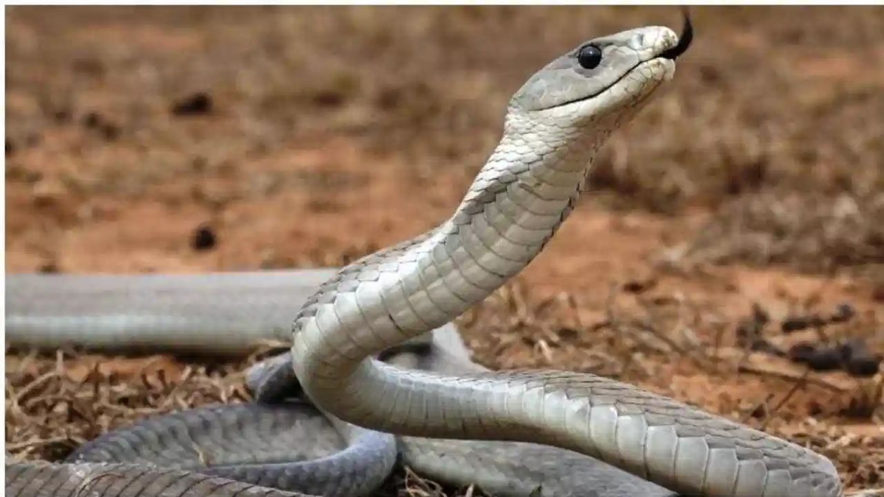 चंदनाचं झाडं हे मुळातच थंड असतं. उन्हाळ्यात गरमी वाढते, त्यामुळे साप बिळांमधून बाहेर पडतात आणि थंड जागेच्या शोधात चंदनाच्या झाडाचा आश्रय घेतात.