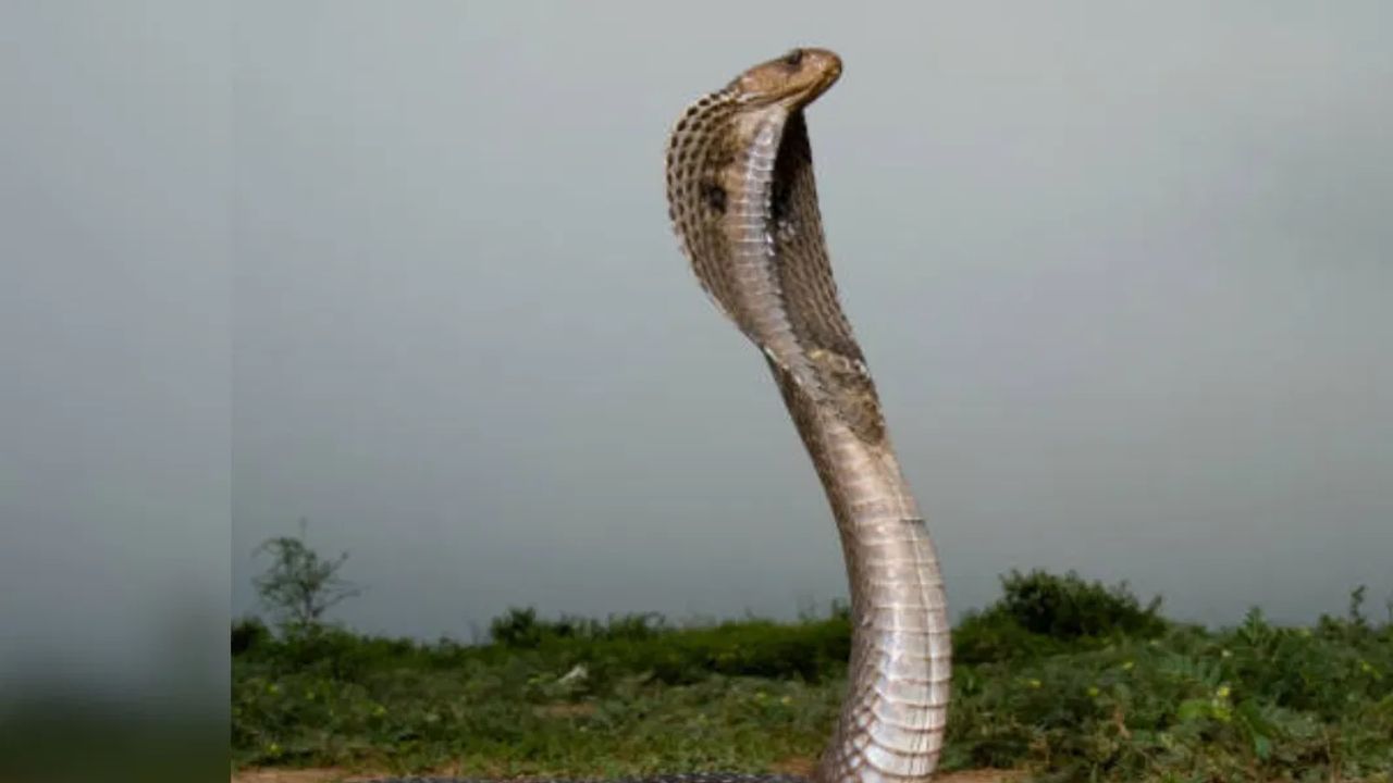 आता प्रश्न असा आहे की, सापांपासून आपला बचाव कसा करायचा? अशा काही वनस्पती आहेत, ज्या वनस्पतींच्या वासामुळे साप त्या परिसरात देखील फिरकत नाही, आज आपण अशाच एका वनस्पतीची माहिती घेणार आहोत. 