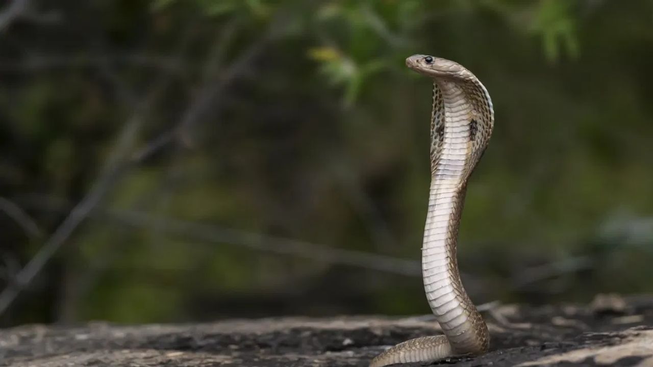 नाग हा त्याच्या फण्यामुळे इतर प्रजातीच्या सांपापेक्षा वेगळा ठरतो, तो लगेच ओळखू येतो. नाग हा अतिशय विषारी साप असतो, तसेच चपळ असतो. त्यामुळे त्याला चुकूनही पकडण्याचा प्रयत्न करू नका. त्याची माहिती तुमच्या परिसरातील सर्पमित्रांना द्या.