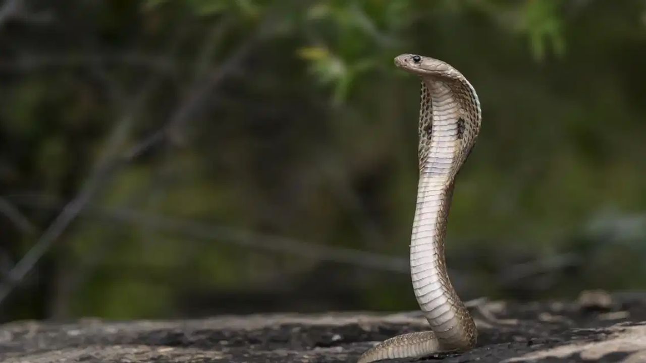 चंदनाच्या झाडाला खूपच दाट असे पानं असतात. त्यामुळे सापाला लपण्यासाठी तिथे जागा सापडते, तसेच थंडावा देखील मिळतो.