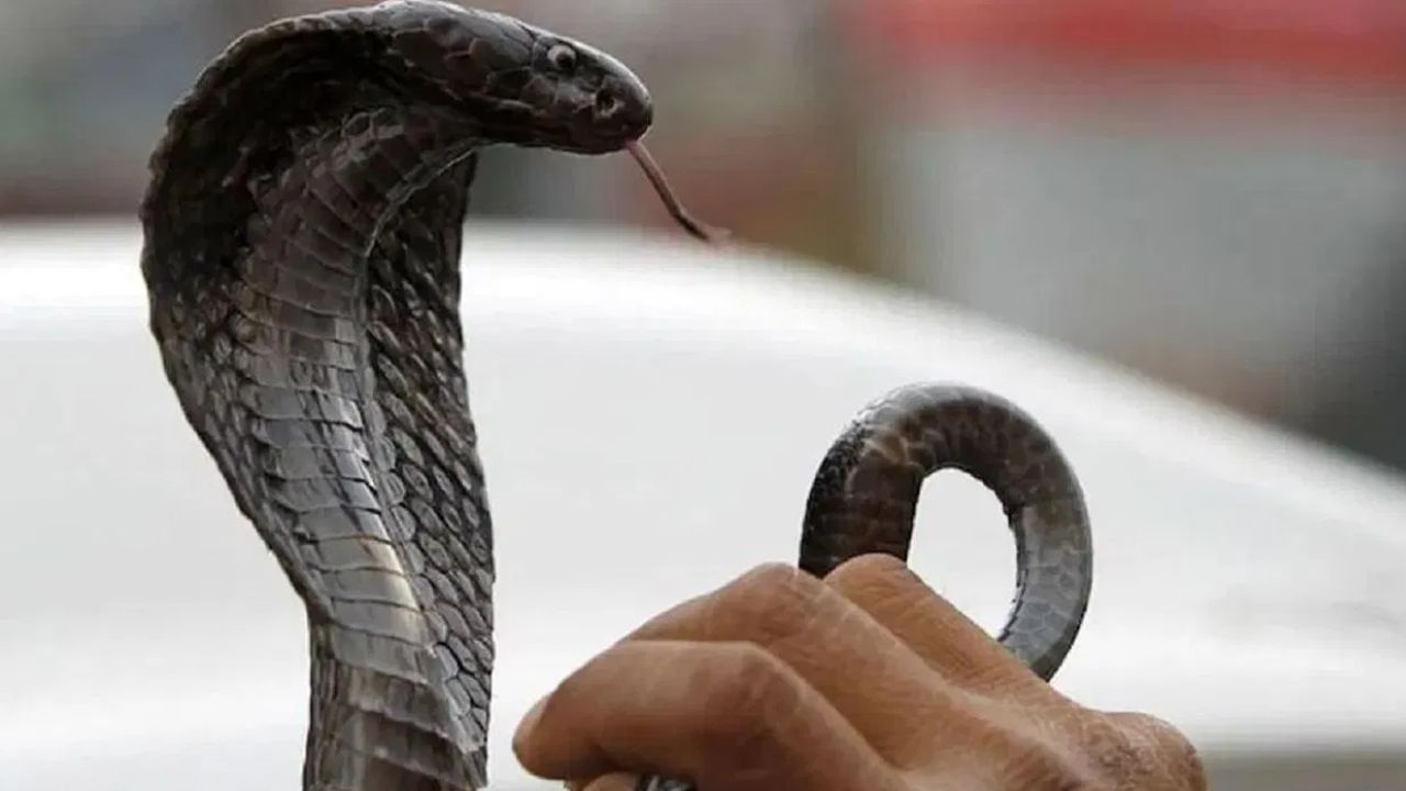 तुम्हाला हे वाचून आश्चर्य वाटेल साप, पाण्यामध्ये देखील उत्तम पोहतो. जमिनीवर तो जेवढा चपळ असतो, तेवढाच तो पाण्यात देखील चपळ असतो. त्यामुळे नागच काय तर कोणताही साप तुम्हाला दिसला तर त्याला न मारता, त्यांची माहिती सर्पमित्रांना द्या. (डिस्क्लेमर : वरील माहिती उपलब्ध स्रोतावरून देण्यात आलेली आहे. याच्या तथ्यांबद्दल आम्ही कुठलाही दावा करीत नाही, तसेच अंधश्रद्धेला दुजोरा देत नाही)