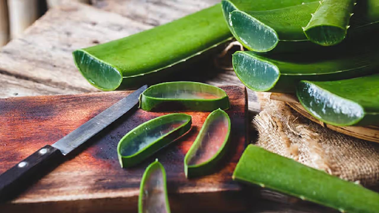 चमकदार चेहरा ते जाड लांब केस... कोरफड जेलचे हे उपाय आहेत कमालीचे, जाणून घ्या चमकदार चेहरा ते जाड लांब केस... कोरफड जेलचे हे उपाय आहेत कमालीचे, जाणून घ्या