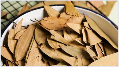 bay leaf benefits: स्वयंपाकघरातील या मसाल्यामुळे तुमचे सर्व आजार होतील छूमंतर...