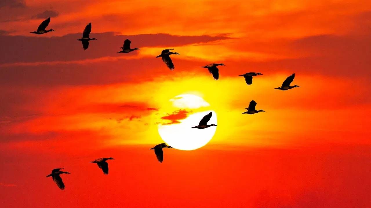 पक्ष्यांचा थवा 'V' आकारात का असतो? या मागचं कारण वैज्ञानिकांनी शोधून काढलं आहे. V आकारात पक्ष्यांच्या कळपाला उडणं सोपं जातं. तसेच उडताना एकमेकांना धडकत नाहीत.