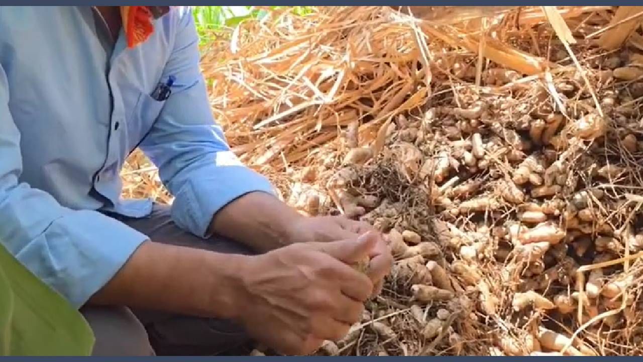 तेच हळदीचे बेन पुन्हा - पुन्हा लावून घोडेकर यांनी हळदीचे अडीच ते तीन क्विंटल उत्पादन काढले आहे. आता या हळदीचा बाजारभाव तीन लाख रुपये एवढा आहे.