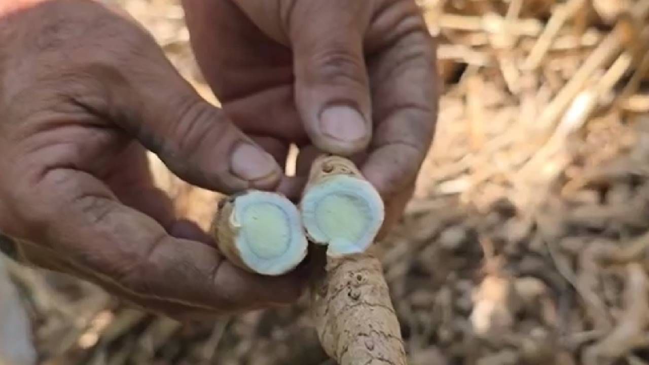 या हळदीला शेणखत, गांडूळ खत, निंबोळी अर्क, गोमूत्र फवारणी करत जोपासना केली