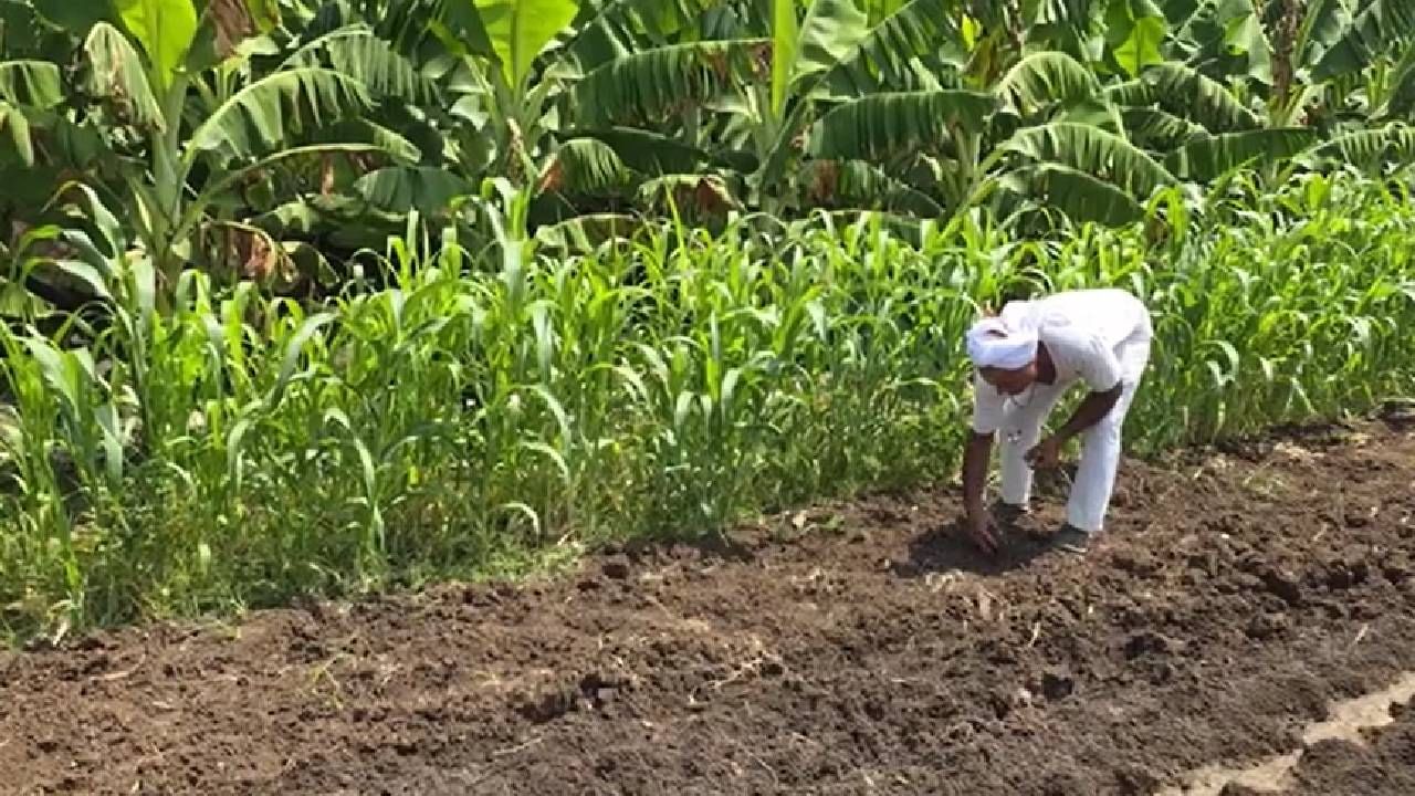 आयुर्वेदात औषधासाठी काळ्या हळदीला महत्त्व आहे रक्तदाब, मधुमेह, कर्करोग यासाठी ही हळद गुणकारी असल्याचे शिवा घोडेकर यांचे म्हणणे आहे.