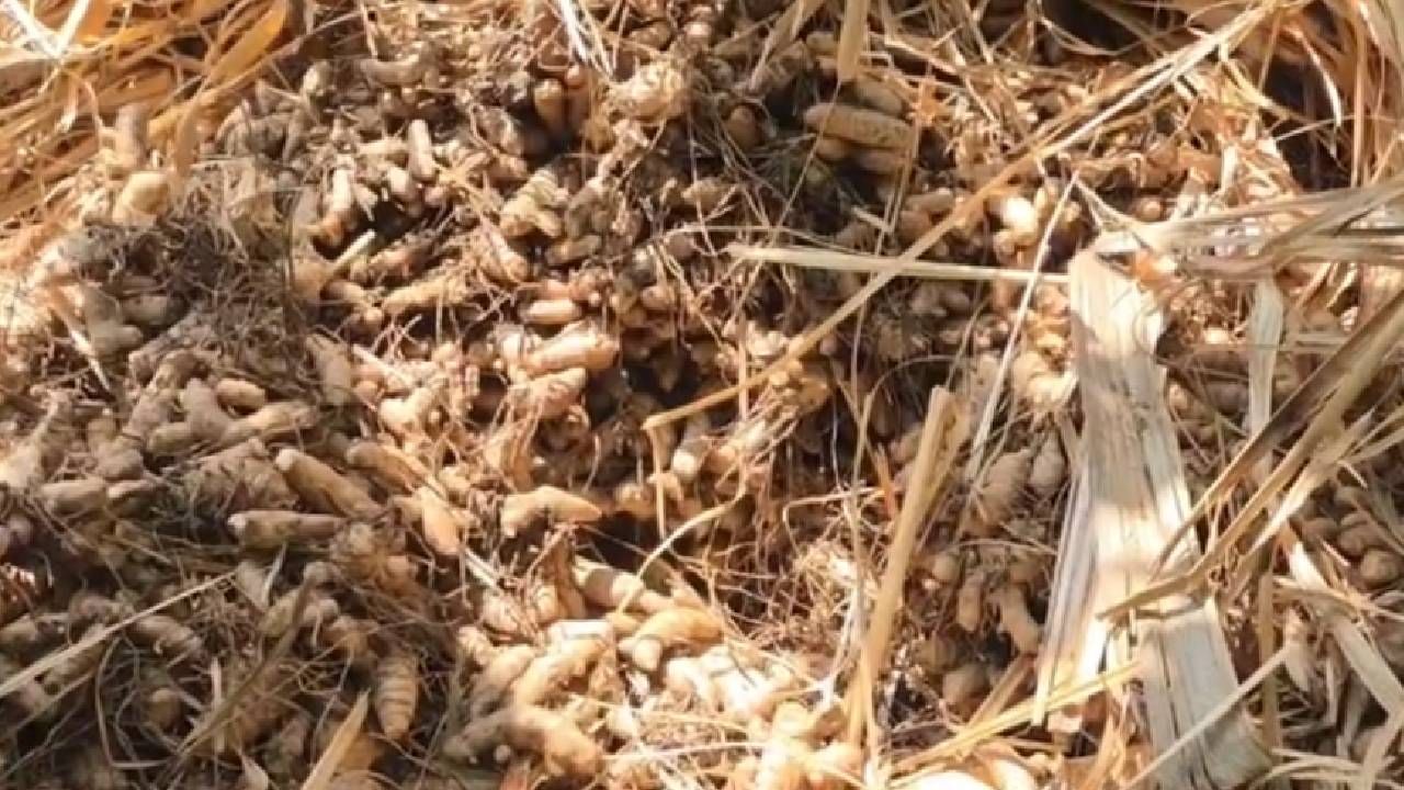 नांदेडच्या अर्धापूर तालुक्यातील शिवा घोडेकर या शेतकर्याने पाच वर्षांपूर्वी ऑनलाईन पद्धतीने 1700 रुपयाचे 500 ग्राम हळदीचे बेणे मागवले आणि त्याची लागवड केली होती.