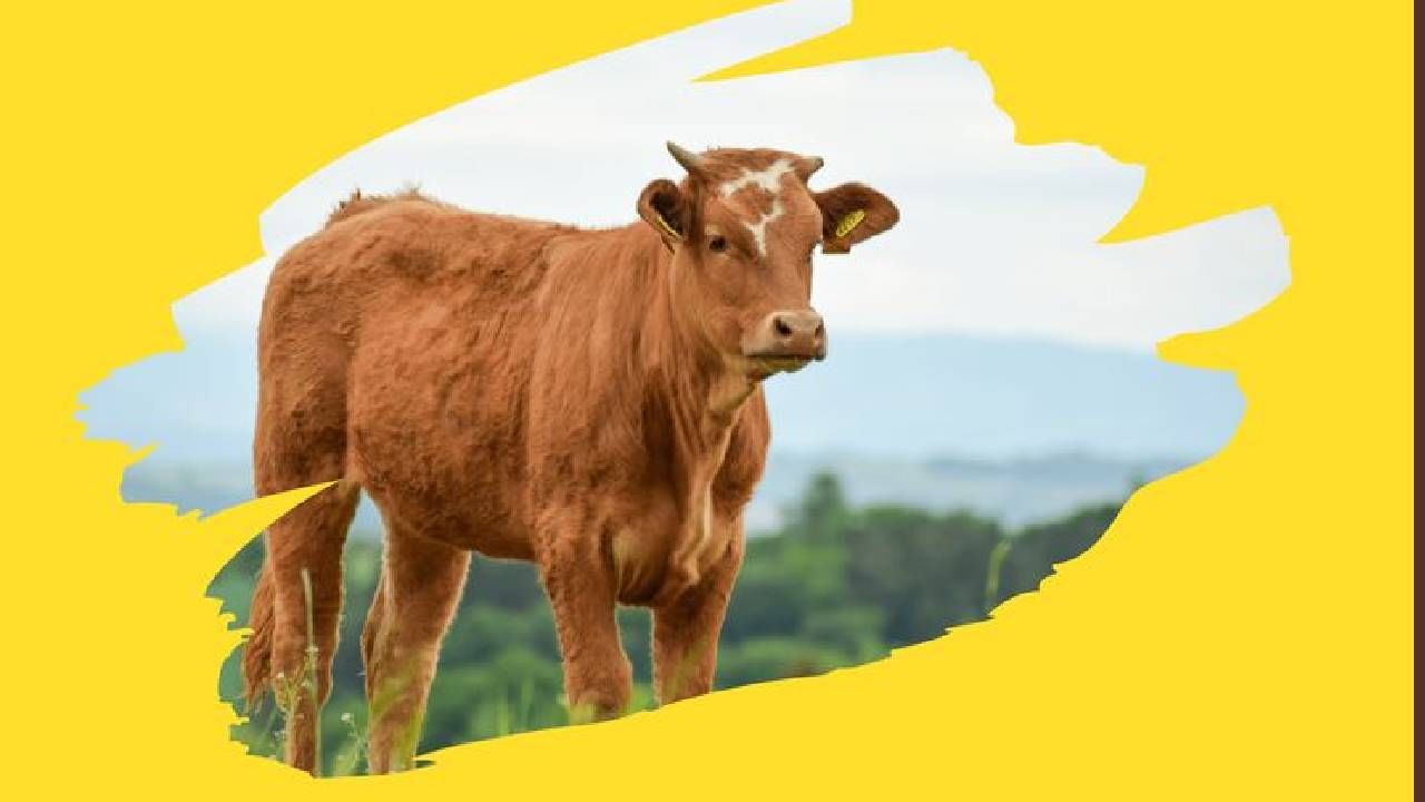 cow donation : ही वस्तू दान करा, मोक्ष प्राप्तीचा मार्ग मोकळा! जाणून घ्या गरुड पुराण काय म्हणते? cow donation : ही वस्तू दान करा, मोक्ष प्राप्तीचा मार्ग मोकळा! जाणून घ्या गरुड पुराण काय म्हणते?