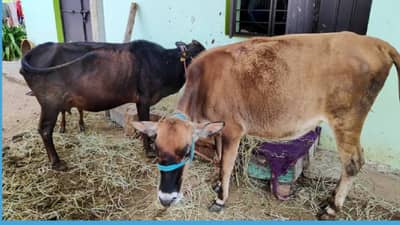 घरात शेण लावल्याने खरंच उष्णता कमी होते का? वाचा, काय आहे सत्य