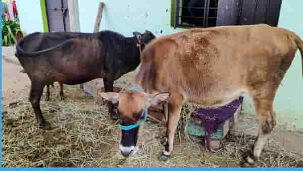 घरात शेण लावल्याने खरंच उष्णता कमी होते का? वाचा, काय आहे सत्य