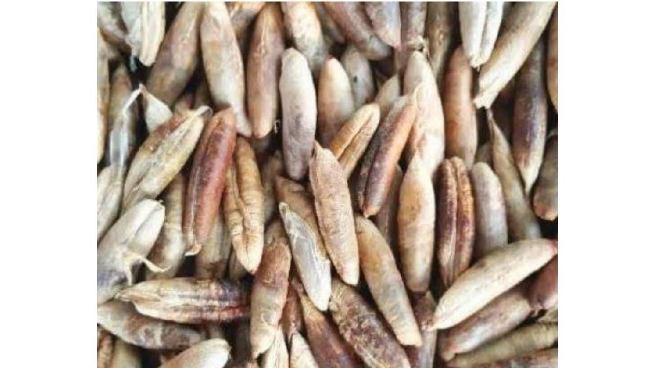 खजुराच्या या बिया सुद्धा शरीरासाठी लाभदायक