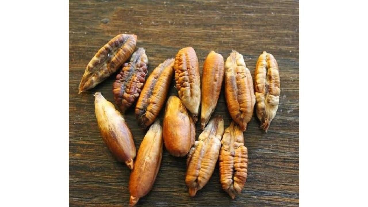 खजूराच्या बिया नाही कचरा, फायदे वाचून हैराण व्हाल