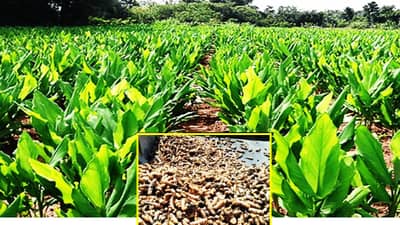 केळीच्या पट्ट्यात हळदीची मक्तेदारी; जळगावमधील शेतकर्‍यांनी पॅटर्न बदलला, रान होणार सोन्याहून पिवळं