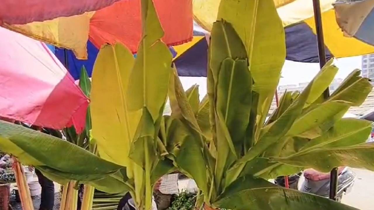 आज विक्रीसाठी आलेले केळीच्या पानांचे बंडल अदलाबदली झाल्याने चमनलाल आणि यांच्यात वाद झाला होता.