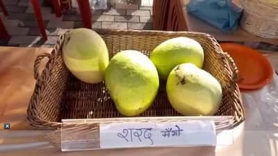 सोलापुरात शरद मँगो, 3 किलोच्या आंब्याला चक्क शरद पवारांचंच नाव; पेटंटही मिळालं