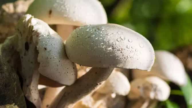 विषारी मशरूम कसे ओळखतात? जाणून घ्या योग्य पद्धत