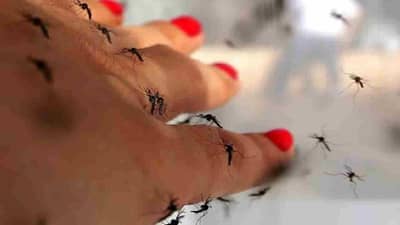 मच्छर नेमके कोणाला चावायचे याची निवड कशी करतात? काय आहे या मागचे शास्र ?