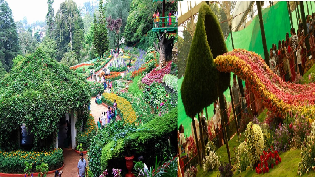 तुम्ही जर मे महिन्यात ऊटीला भेट देण्याचा विचार करत असाल, तर तेथील 'या' प्रसिद्ध महोत्सवाला द्या भेट