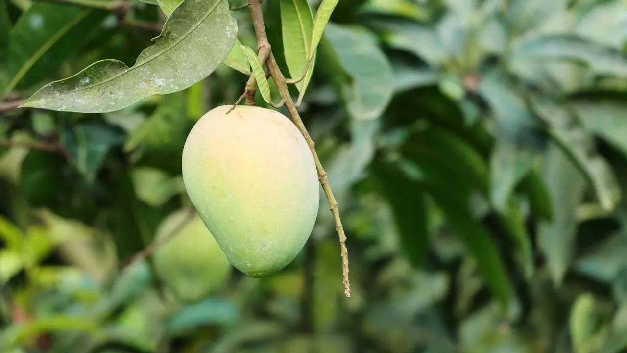 उन्हाळ्यात कैरी का खावी? मिळतील 'हे' 4 आश्चर्यकारक फायदे उन्हाळ्यात कैरी का खावी? मिळतील 'हे' 4 आश्चर्यकारक फायदे