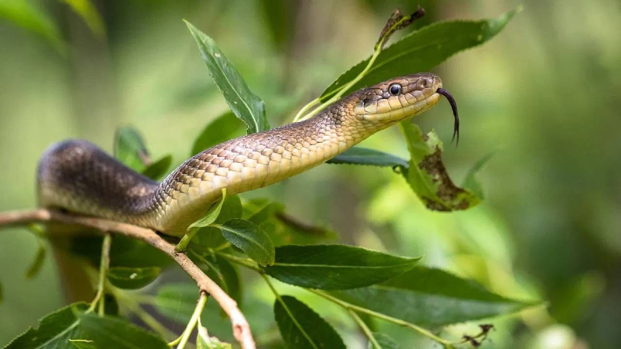 जर तुम्हाला साप झाडावर चढताना दिसला तर ते एक शुभ चिन्ह आहे आणि याचा अर्थ तुमच्या प्रगतीचा मार्ग मोकळा होईल. असे मानले जाते की साप चढताना दिसणे हे आर्थिक समस्या सोडवल्याचे लक्षण आहे.