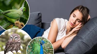 Dream Astrology : स्वप्नात हे ३ पक्षी दिसणे खूप शुभ असते, समजून घ्या स्वप्नशास्त्राचे नियम....