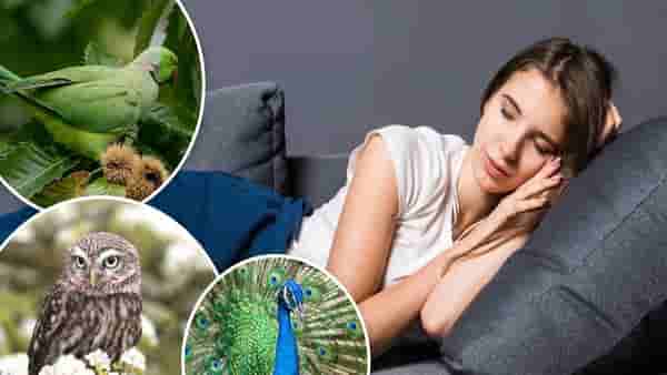 Dream Astrology : स्वप्नात हे ३ पक्षी दिसणे खूप शुभ असते, समजून घ्या स्वप्नशास्त्राचे नियम....