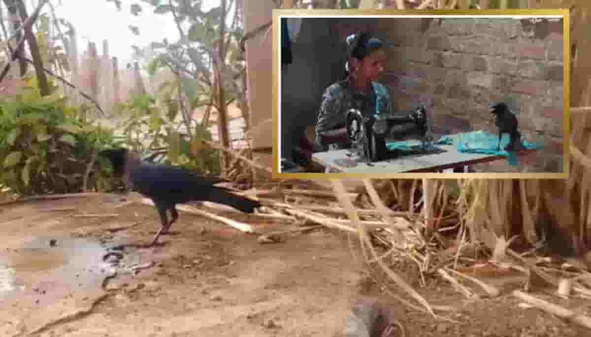 कावळा माणसासारखा बोलायला लागला ! व्हायरल व्हिडीओने नेटकरी हैराण - Video