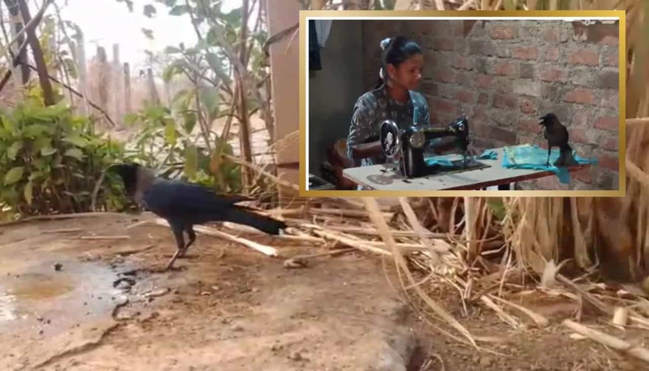 कावळा माणसासारखा बोलायला लागला ! व्हायरल व्हिडीओने नेटकरी हैराण - Video कावळा माणसासारखा बोलायला लागला ! व्हायरल व्हिडीओने नेटकरी हैराण - Video