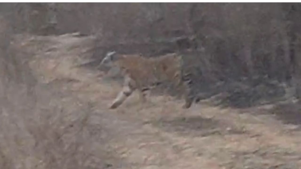 साळुंके आपले संपूर्ण कर्मचारी वर्ग घेऊन कंपनीत दाखल झाले. वाघ कुठून व कसा आला याबाबत माहिती घेऊन शोध सुरू केला. हा वाघ शिकारीसाठी जंगली प्राण्यांच्या मागे आला असावा, असा अंदाज वर्तविण्यात आला.