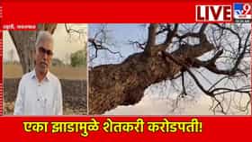 एका झाडामुळे शेतकरी करोडपती! अशी लागली लॉटरी