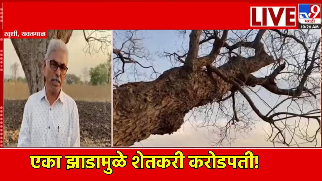 एका झाडामुळे शेतकरी करोडपती! अशी लागली लॉटरी