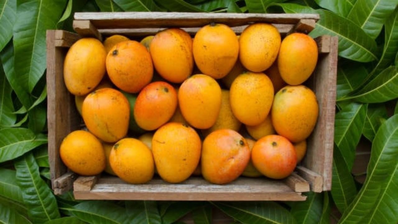 कोकणातील हापूस आंब्याची चव ही अतिशय अप्रतिम असते. आंबा खाण्यासोबतच अनेक खवय्ये आमरसाचा आस्वाद घेण्याची मजा काही औरच असते.