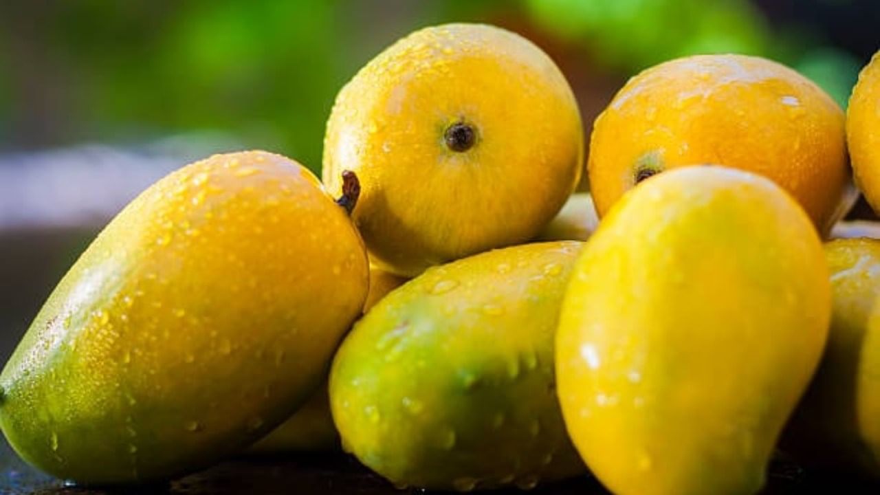 उन्हाळा म्हटलं की प्रत्येकाला आंब्याची चाहूल लागते. आंबा असं म्हटलं तरी प्रत्येकाच्या तोडांला पाणी सुटतं. आंबा हा शब्द उच्चारला तरी डोळ्यासमोर गोड, रसाळ, पिवळसर केशरी रंगाचा ‘हापूस आंबा’ दिसायला लागतो.