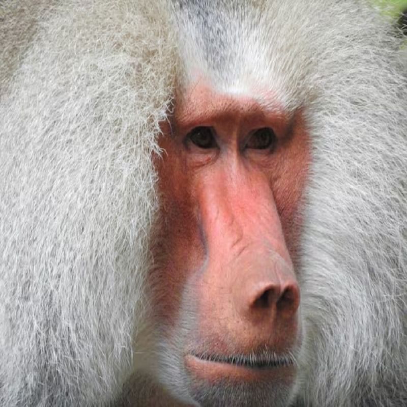  माकडांच्या प्रजातीतील बबून माकडांना देखील मासिक पाळी येते. मादी बबून्सचे मासिक पाळीचे चक्र स्त्रियांसारखेच असते, पण त्यांचा कालावधी थोडा वेगळा असतो. बबून माकडांचं मासिक पाळीचं चक्र 33 दिवसांचं असतं. जे महिलांपेक्षा थोडं अधिक आहे. 