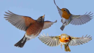 मानवी शरीराला पंखांशिवाय उडणे शक्य का नाही? शास्त्र काय सांगते?